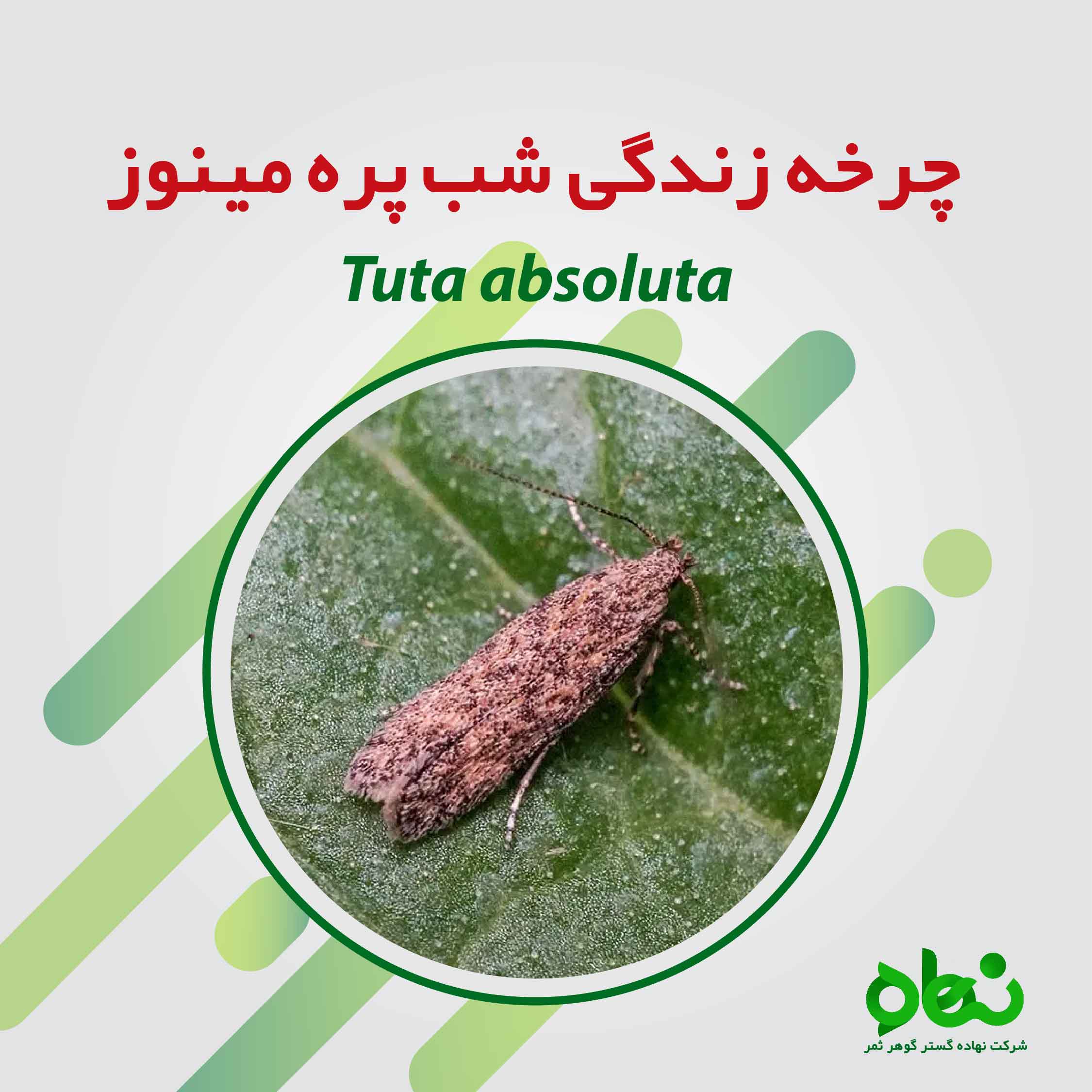 چرخه زندگی شب پره مینوز (Tuta absoluta)